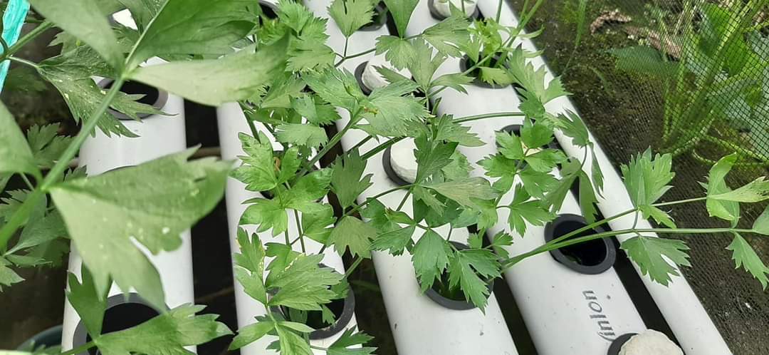 fakfakberkebun's tweet photo. Kebun Hidroponik di rumah salah satu penggiat Fakfak Berkebun, Kaka Nurdin

#Hidroponik https://t.co/lHHjJk3P6h