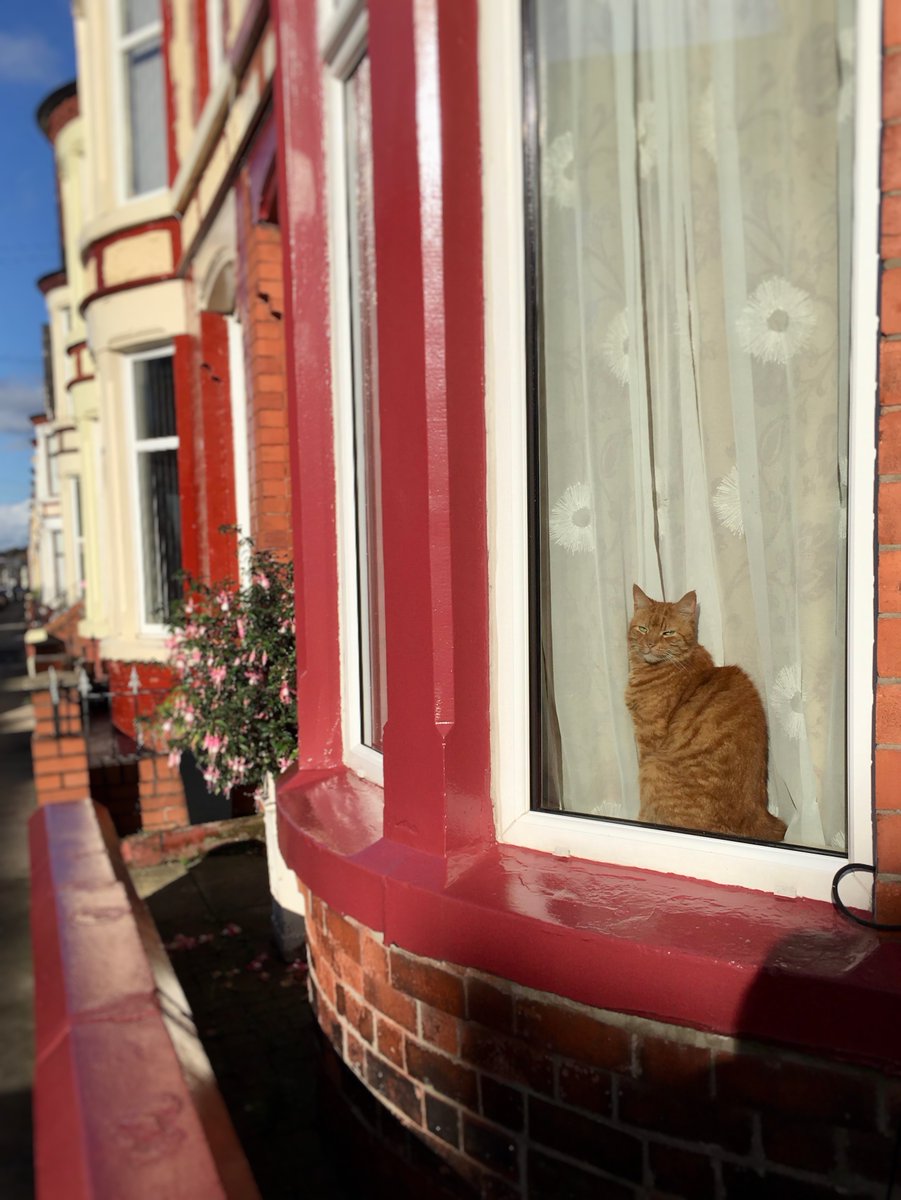 LaikaMuttnik's tweet image. Fickle weather with the rain on and off🌦… Let's enjoy the sun when it’s out and while we can🌞😺

雨が降ったり止んだりの気まぐれなお天気…たまの晴れ間にお日さまを楽しんどくにゃ(*´ω｀*)

#windowcat #CatsOfTwitter #catstagram #窓猫 #にゃんすたぐらむ