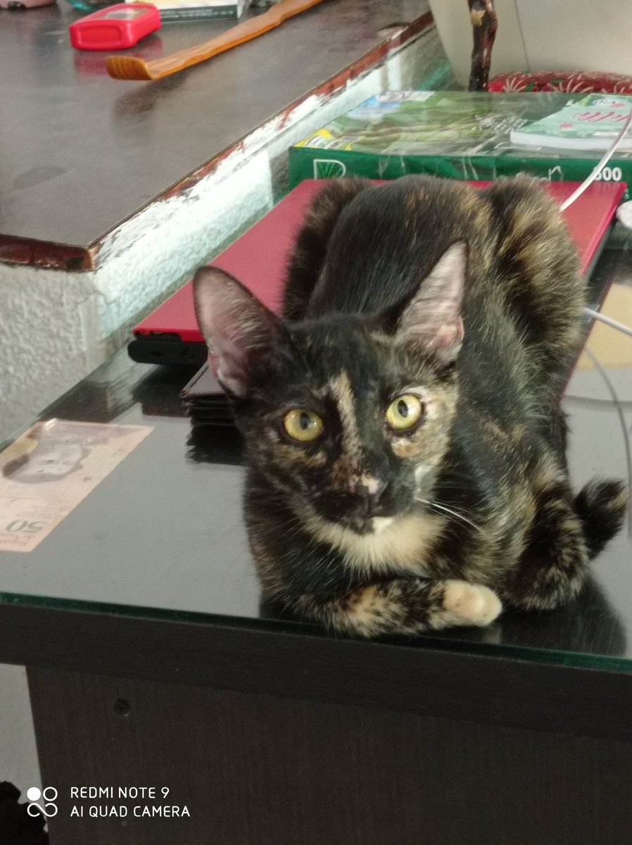 fidelsa1966's tweet photo. #DiaInternacionalDelGato 
Estos son algunos de mis michis. https://t.co/v9bbsPLK4O