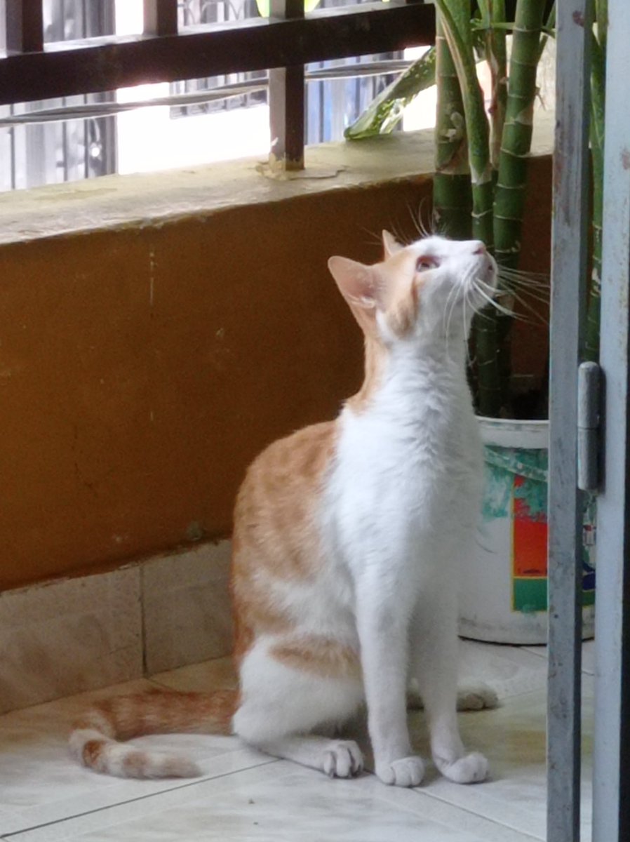 fidelsa1966's tweet photo. #DiaInternacionalDelGato 
Estos son algunos de mis michis. https://t.co/v9bbsPLK4O