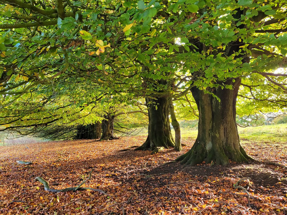 crewennady's tweet photo. Beautiful beeches. Near @WoodlandTrust #HallDale beautiful time of year for woodland walks @CPREDerbyshire https://t.co/H78G4iZcJv