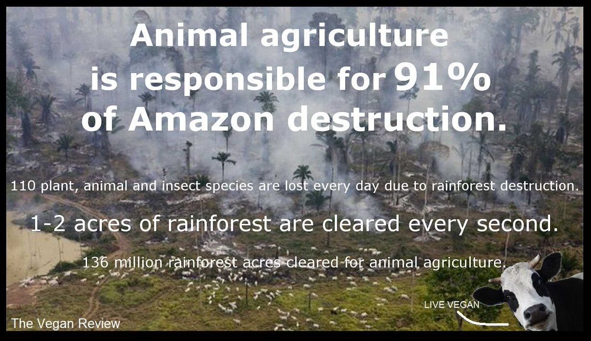 _Aloominati_'s tweet photo. Animal Agriculture not only tops the list of industries when it comes to causing suffering, it also tops the list of the most useless industries.
It literally destroys countless lives & our planet to give us 'products' that we don't even need.
#ClimateAction #thoughtoftheday https://t.co/QkcahJ0Z1I