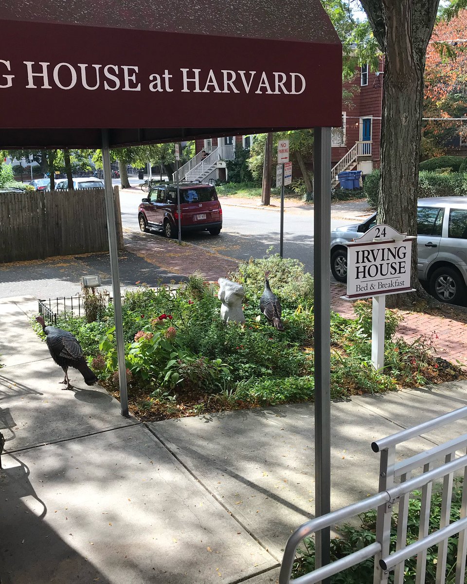Irving House at Harvard 🌿 tweet media