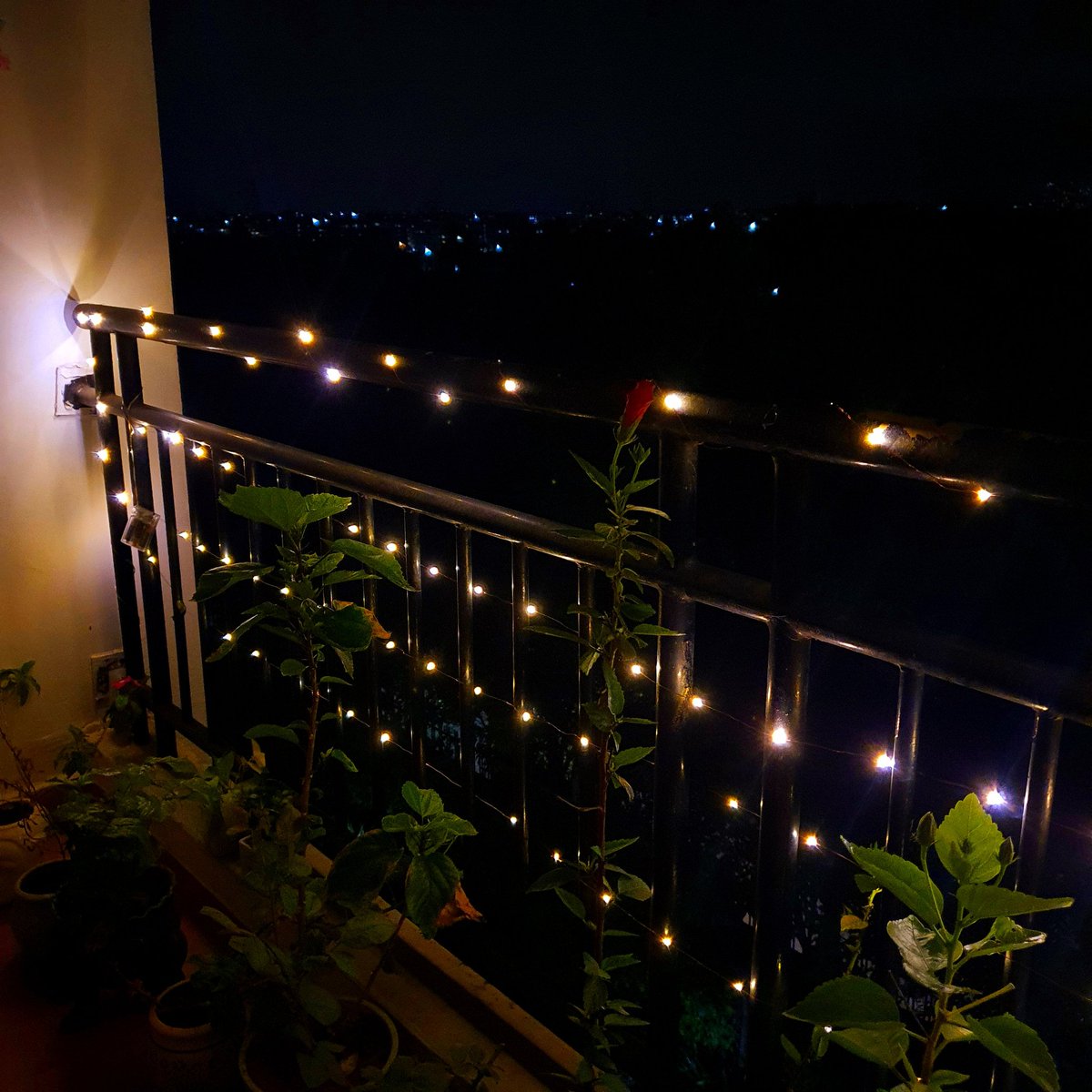 SupriyaRath's tweet photo. Lights ... best time of the year..
#missudaddy #diwaliprep https://t.co/UqqEZq8A8G