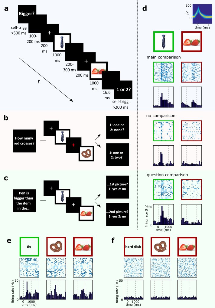 MarcelBausch's tweet photo. @TheBrainTLDR @j_niediek @tpreber @humansingleunit A subset of concept neurons with invariant responses to a preferred concept (e.g. tie) expressed relations between concepts as late reactivated ﬁring to non-preferred stimuli (e.g. strawberry or pretzel) whenever the task required a comparison to the preferred concept. https://t.co/Puv9rRWNKR