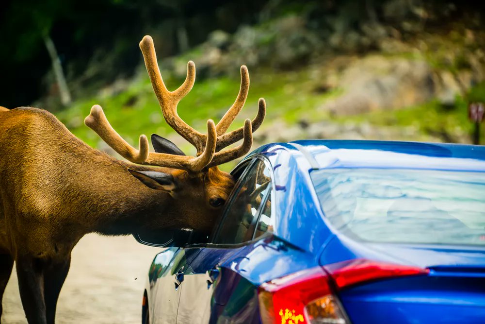 SoldByMelany's tweet image. Get up close with Canadian wildlife at #ParcOmega. It's only 50 miles from #Ottawa.  cpix.me/a/132496349