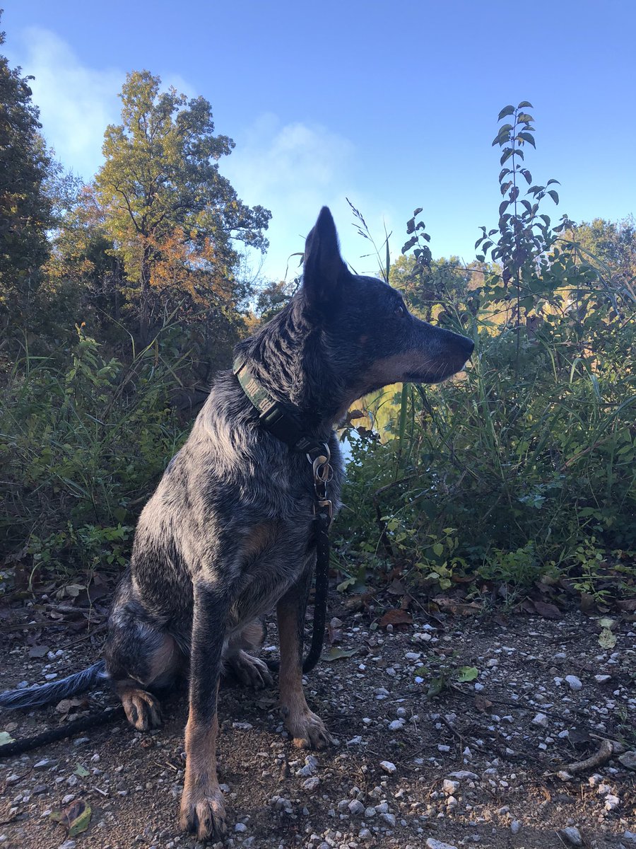 OkEricFox's tweet image. On the trail again with Duke. He likes the nap on the way home too. #outdoortherapy #FindYourFrontier