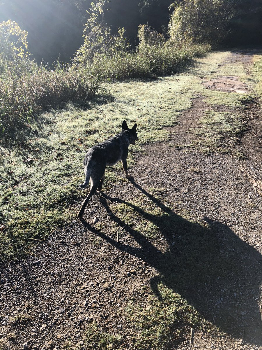OkEricFox's tweet image. On the trail again with Duke. He likes the nap on the way home too. #outdoortherapy #FindYourFrontier