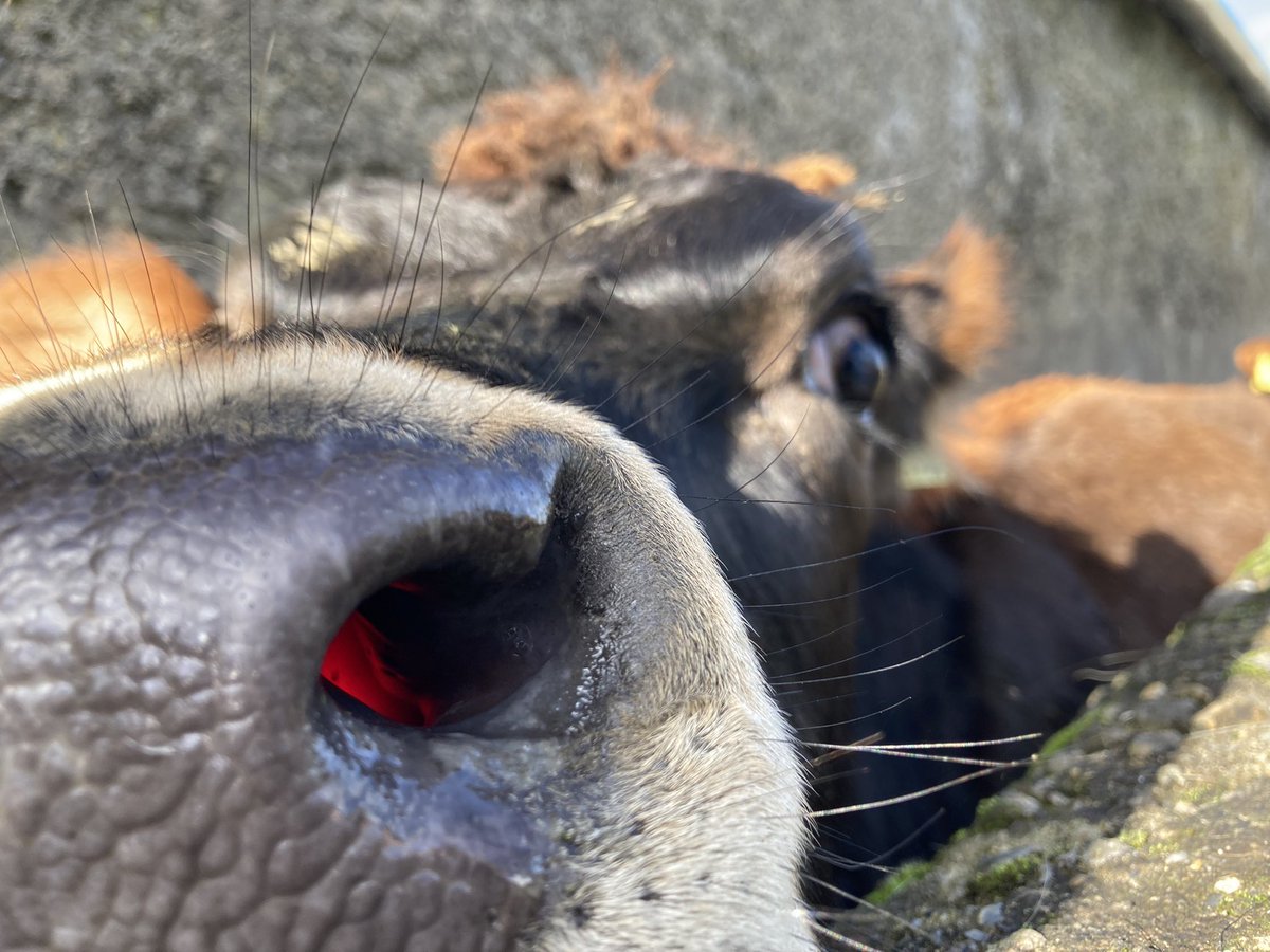 sprinkles785's tweet photo. A day vaccinating our cows and young stock today 😎…. Prevention better than cure as they say ! @Zoetis_Ireland https://t.co/eb8JCfVWGi