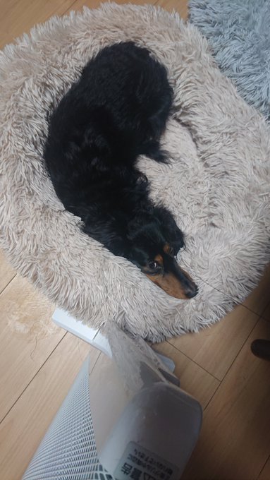 【いつも元気でいてくれて、ありがとう。いたずらして怒っても、怪我してないなら許すから。これからも&hellip;１秒でも長く、一緒にいようね。】 #ペットにありがと #ユニ・チャームペット キャンペーンサイト▶︎　https://t<a href="/tag/%E3%83%9A%E3%83%83%E3%83%88%E3%81%AB%E3%81%82%E3%82%8A%E3%81%8C%E3%81%A8"class="tags"><span>#ペットにありがと</span></a><a href="/tag/%E3%83%A6%E3%83%8B%E3%83%BB%E3%83%81%E3%83%A3%E3%83%BC%E3%83%A0%E3%83%9A%E3%83%83%E3%83%88"class="tags"><span>#ユニ・チャームペット</span></a>