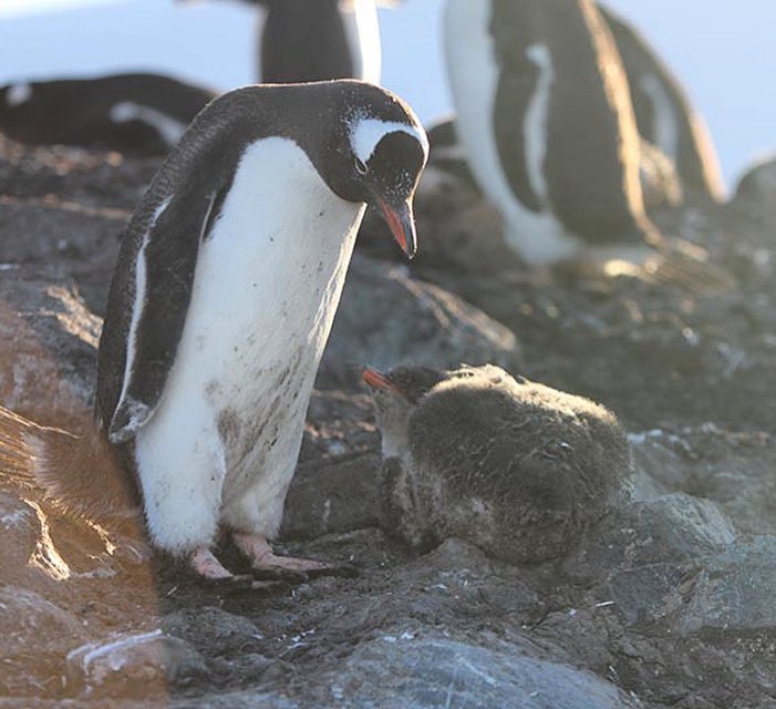 Parents of #teenagers around the world trying to get them up for the day. 🤪 #sleepy #gentoopenguin #penguinchick