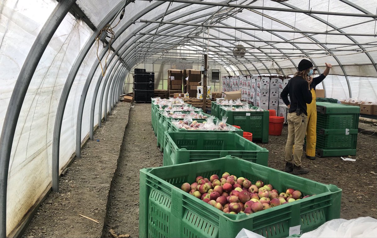 see_anemone's tweet image. Packed 1,200 x 3lb apple bags this morning + 2 crates for cider. Going in Just Eats boxes for area families. #BostonAreaGleaners #FoodForFree