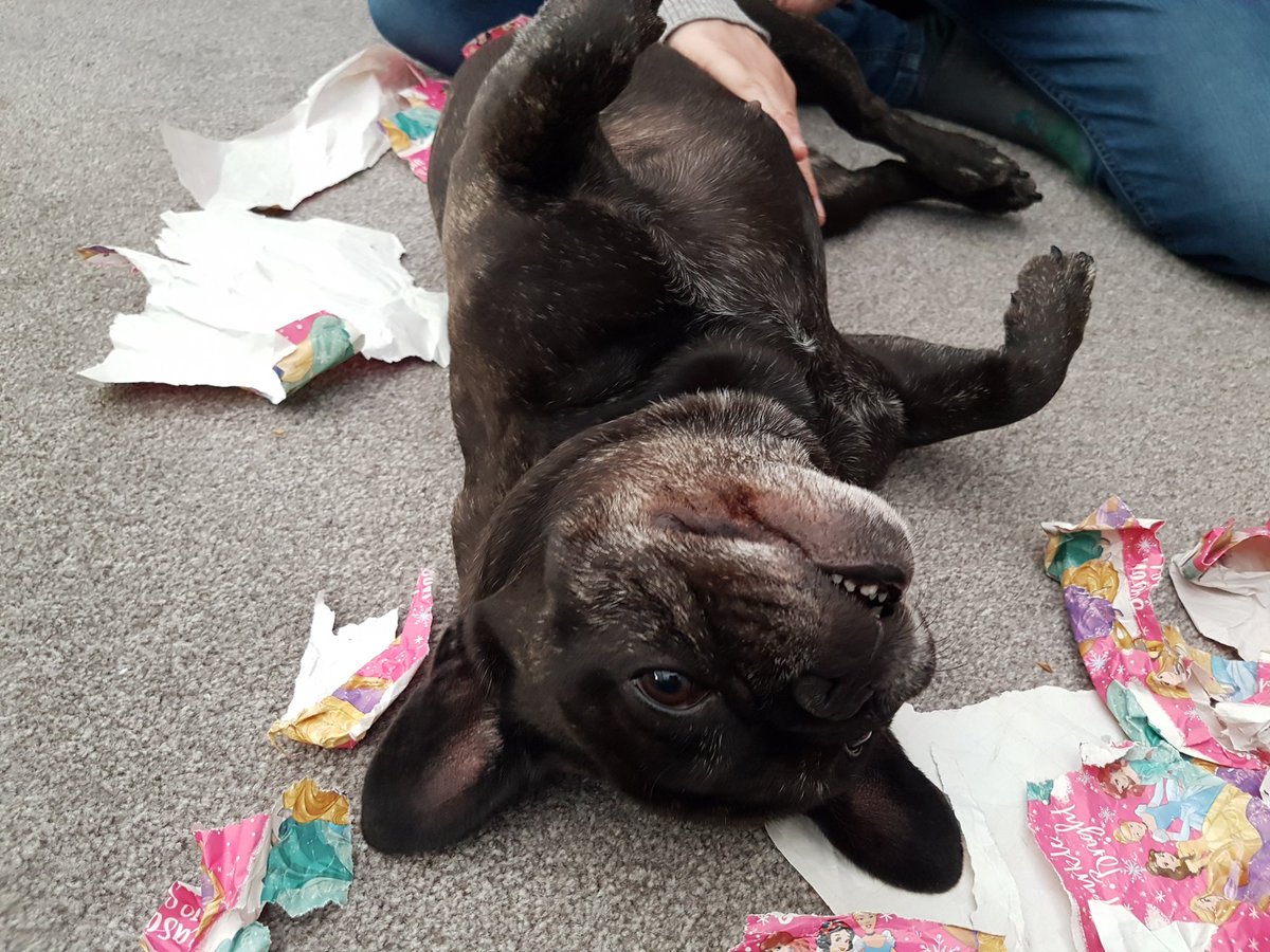 Lulu is getting some attention at a family gathering. Happy dog!