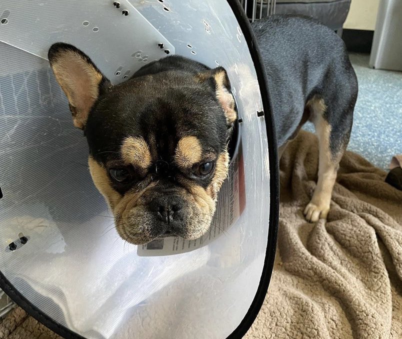 Cardiff Dogs Home, The Rescue Hotel tweet media