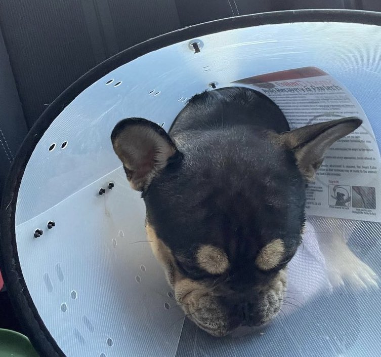 Cardiff Dogs Home, The Rescue Hotel tweet media