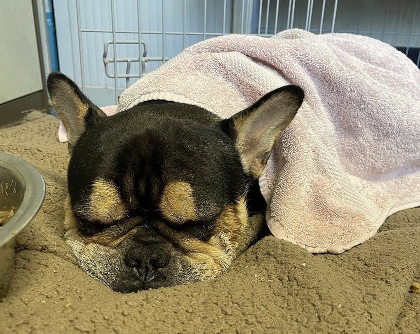 Cardiff Dogs Home, The Rescue Hotel tweet media