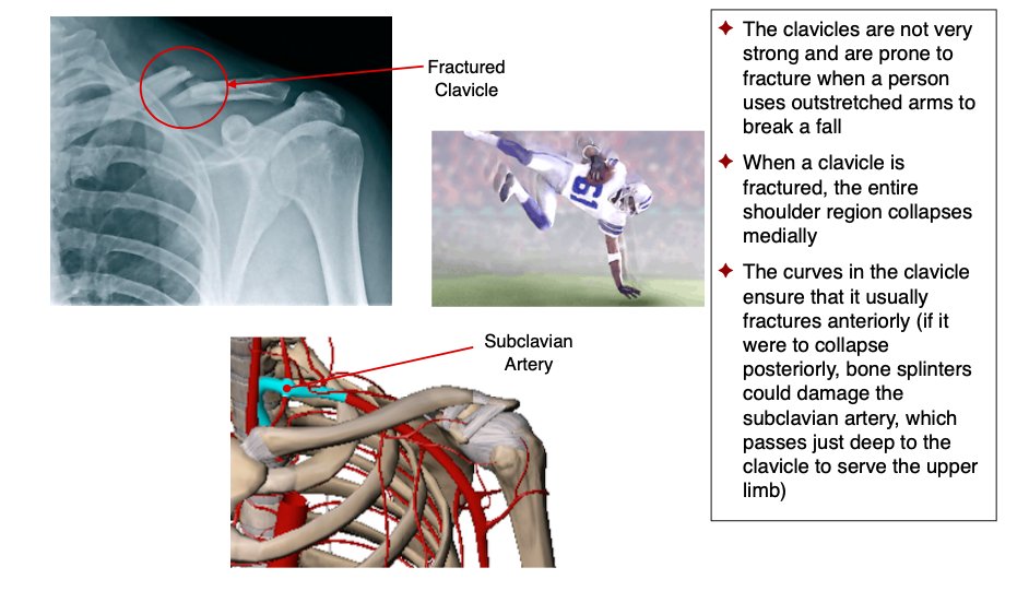 AnatomyStudies's tweet photo. It's possible for collar bones to break...

#anatomystudiesforyogateachers #anatomystudies #anatomyforyogateachers #asfyt2021 #asfyt #yogaanatomy #functionalanatomy #commonyogainjuries #biomechanicsofyoga #kinesiologyofyoga #yogaishappiness #yogateacher #collarbone #clavicle https://t.co/pGa7Ei6PyQ
