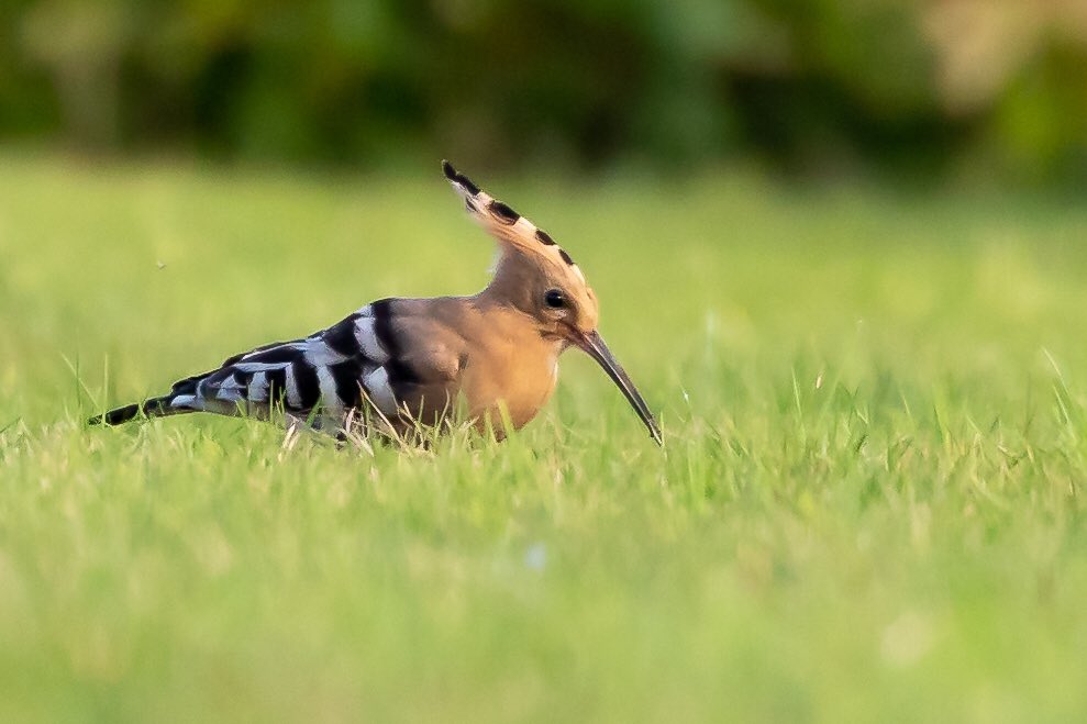 Greg Charman tweet media