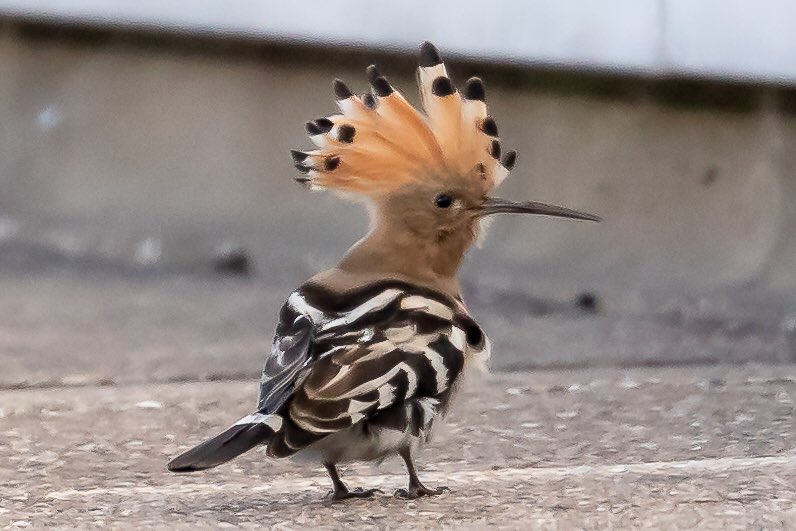 Greg Charman tweet media