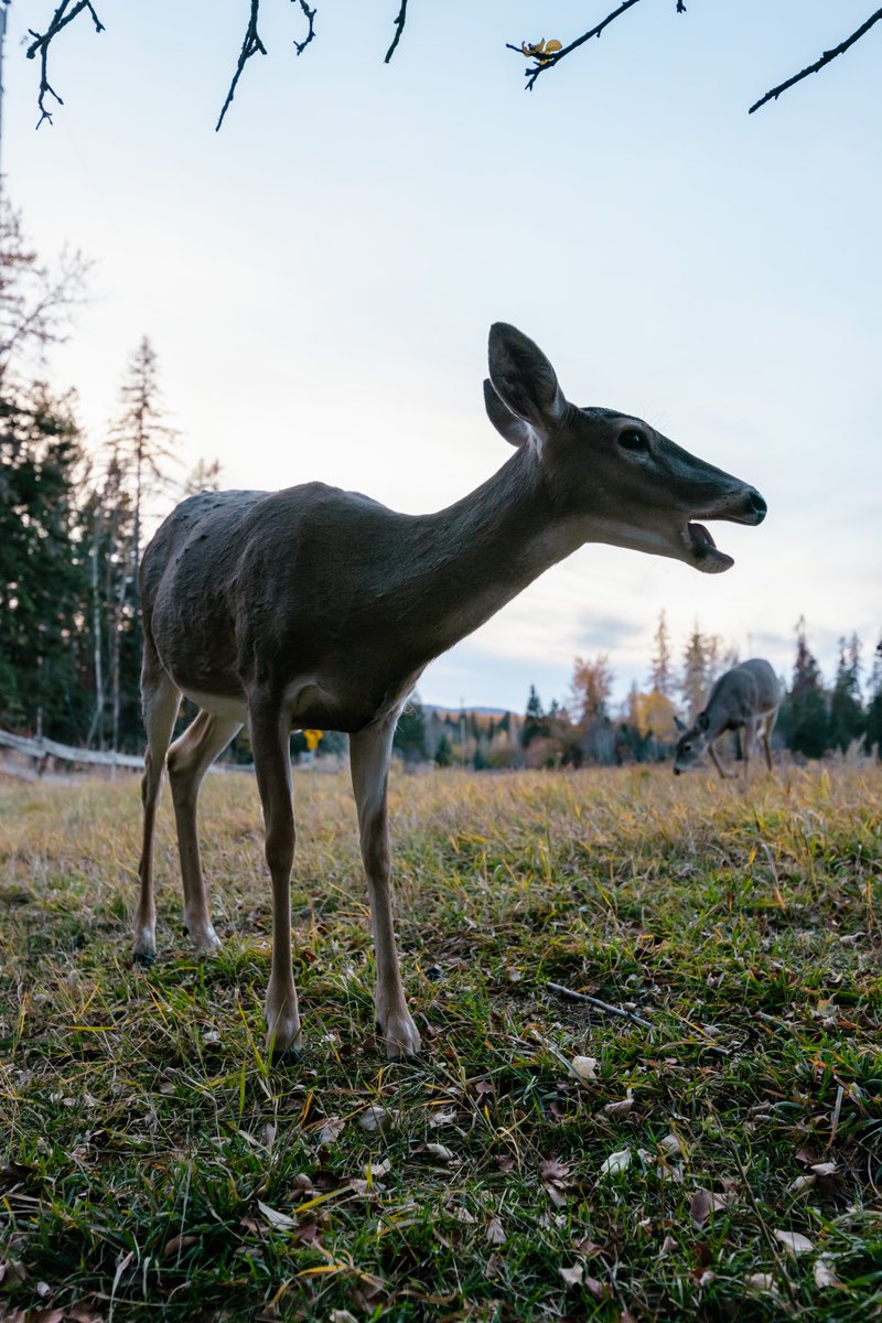 The setup                    The shot
