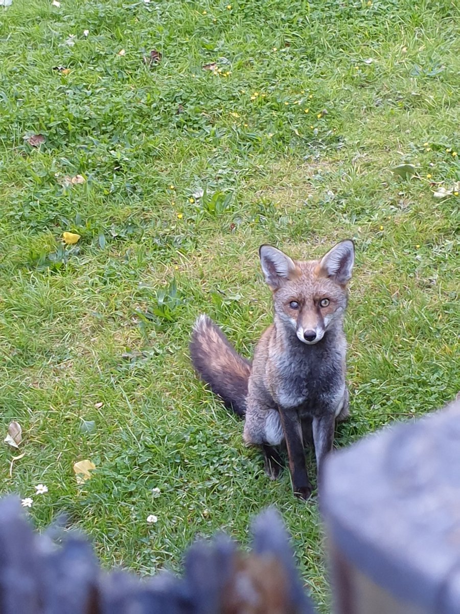 JuliePearse1's tweet photo. @LumpyandFriends I'm only asking as this is one of my regulars "popeye" and I'm assuming he/she is blind in one eye https://t.co/kATpg9k2nD