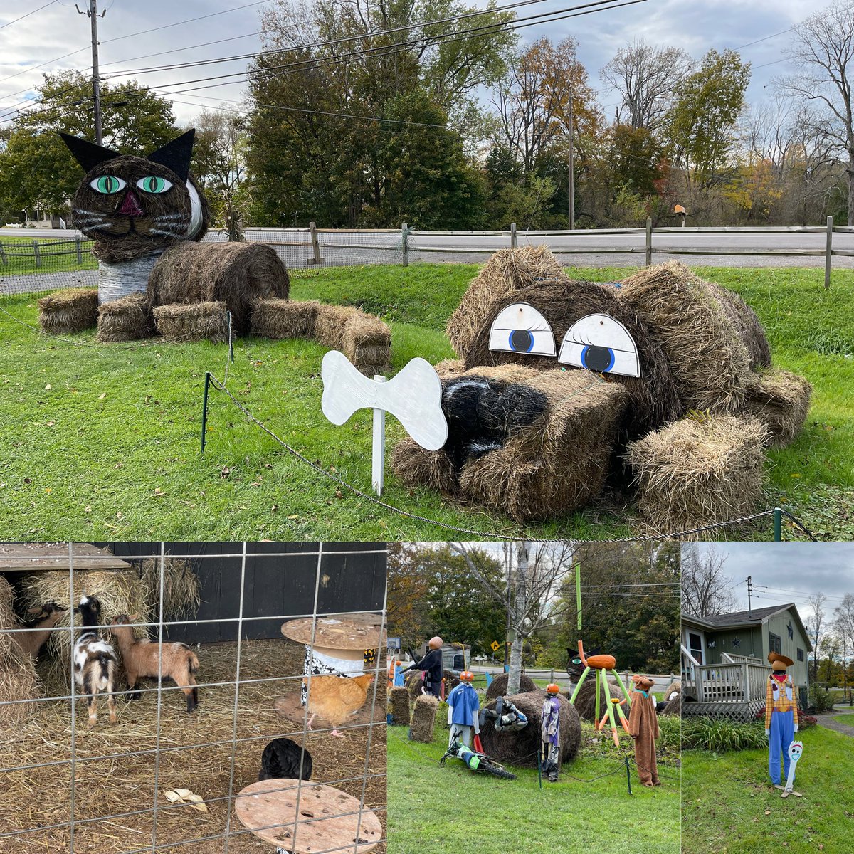MichelleMacumbe's tweet photo. Then my mom enjoyed our excursion so much that I took her to #JacksonsPumpkinFarm π π yesterdayβ£οΈ #FallFamilyFun #PumpkinFarm #HappyFall #HappyHalloween #JacksonsFarm #FamilyTime https://t.co/nDX2ojRYFx