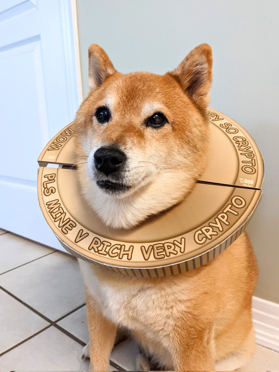 HaHaHaJai's tweet photo. Hooman! What the doge is this?! I asked for a shark outfit!!!

Hooman: the only doge I need

#shibainu #halloweencostume #halloweenfun #doge #crypto https://t.co/5kfNiqsSCf