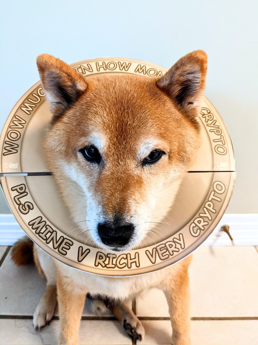 HaHaHaJai's tweet photo. Hooman! What the doge is this?! I asked for a shark outfit!!!

Hooman: the only doge I need

#shibainu #halloweencostume #halloweenfun #doge #crypto https://t.co/5kfNiqsSCf