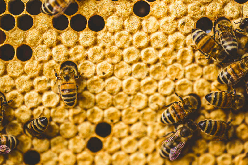 BAL ARISI ve SOSYAL MESAFE

Bal arıları, kovanları bir parazit tehdidi altındayken kendi aralarında sosyal mesafe uygulayarak yaşarlar.

Kaynak: bioengineer.org/honeybees-use-…