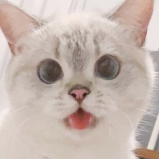 냥냥이 tweet media