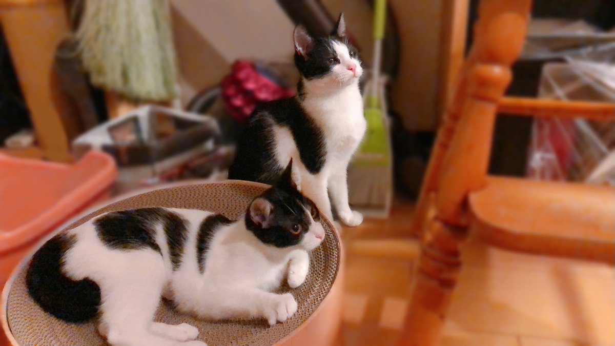 manaliko_'s tweet photo. 少し早いですがこの度、正式譲渡の運びとなりました。名前は名付けてもらったそのままで、マナとリコです☺️
改めてよろしくお願いします！🙇‍♀️
#さやま猫ファミリー #さやま猫の会 https://t.co/V7iLOSr0Xa