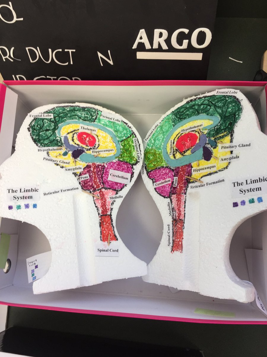 ms_greencvhs's tweet photo. Check out Mr. Hunsucker's AP Phsychology students' 3D models of the brain! 🧠 Awesome work!! 👏 https://t.co/zfkdFHhdm5