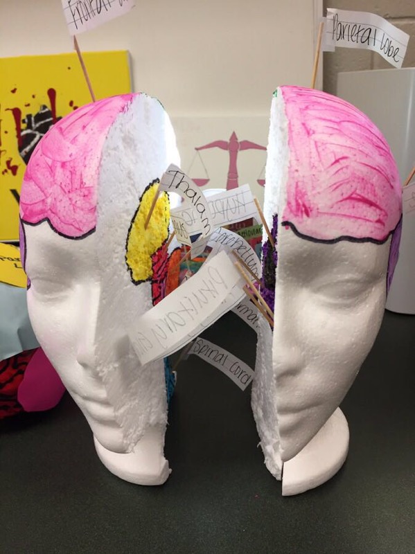 ms_greencvhs's tweet photo. Check out Mr. Hunsucker's AP Phsychology students' 3D models of the brain! 🧠 Awesome work!! 👏 https://t.co/zfkdFHhdm5