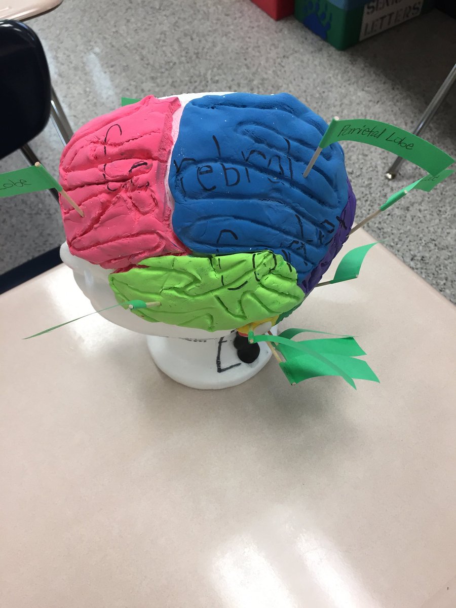 ms_greencvhs's tweet photo. Check out Mr. Hunsucker's AP Phsychology students' 3D models of the brain! 🧠 Awesome work!! 👏 https://t.co/zfkdFHhdm5