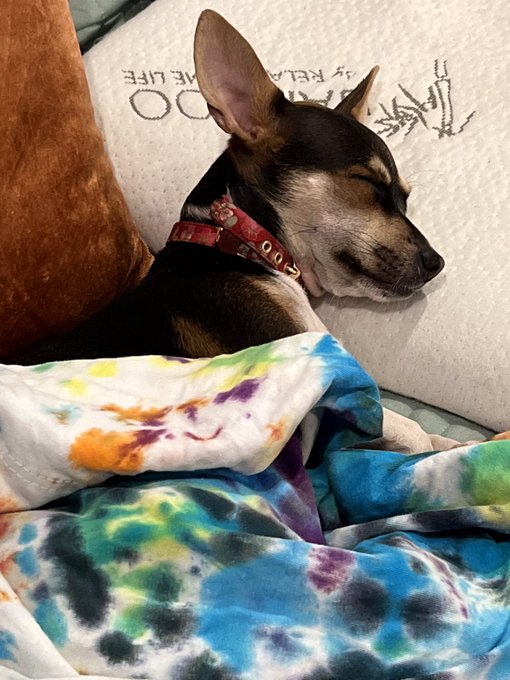 Olive is So sleepy https://t.co/DpRVcOMU3N