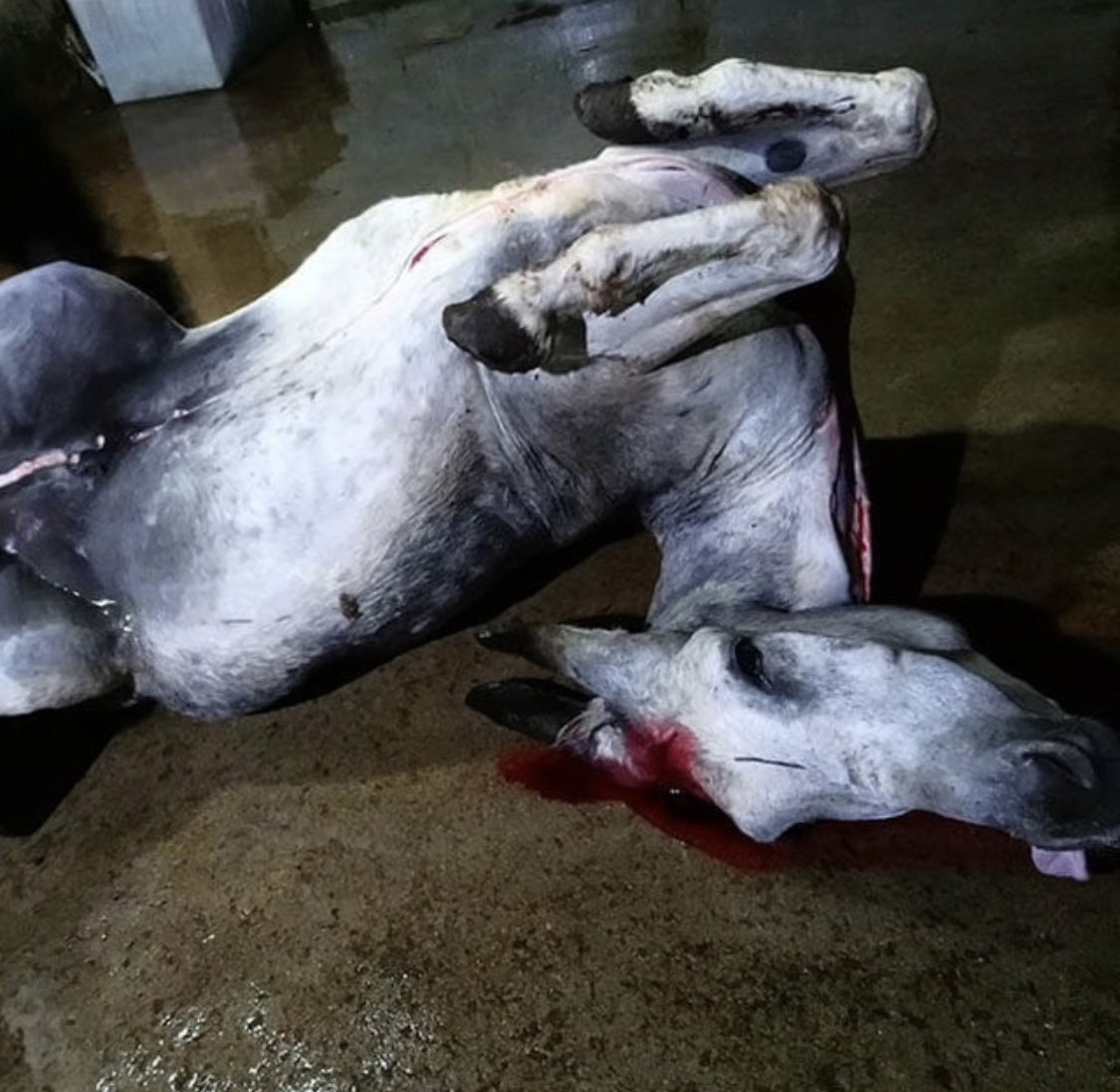 ECOAlphaTango's tweet photo. In the next five years, half of the world's donkeys will Have been killed and skinned to produce a BOGUS remedy.
#China #WildlifeExtinction #CCP #ChinaOgre #Donkeys #Ejiao #Backward https://t.co/Qy36a72pBb