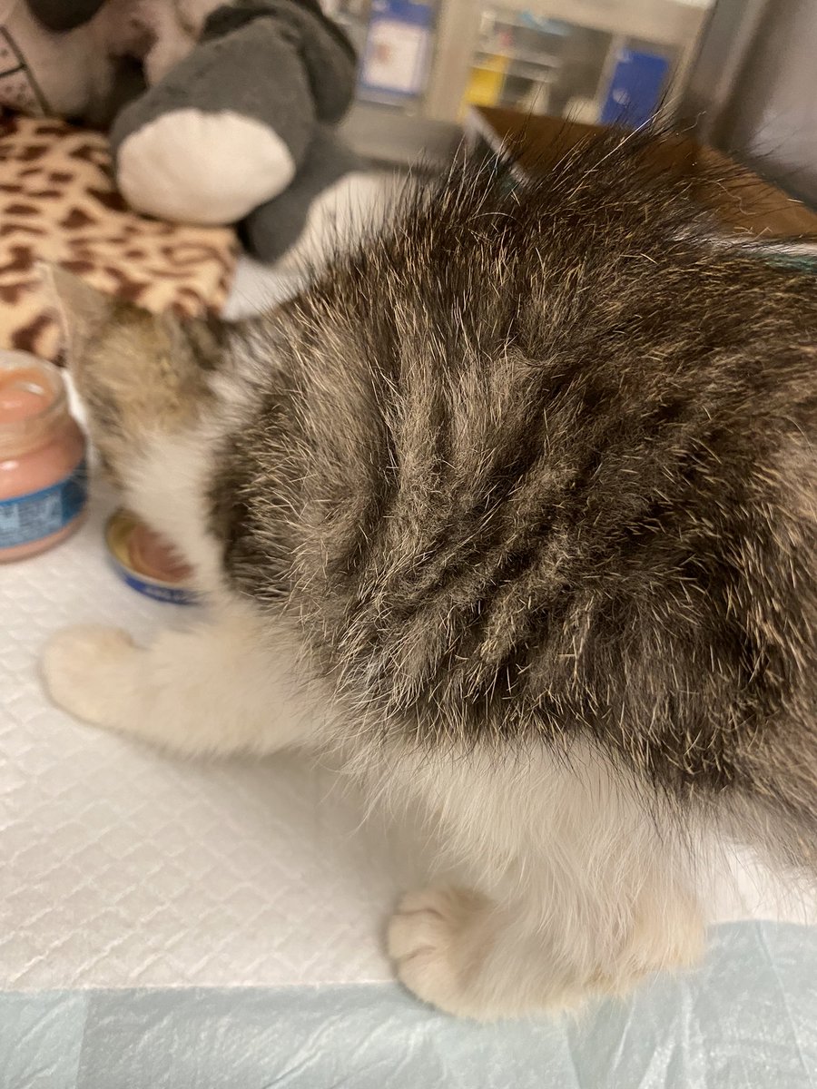 KittiesofAustin's tweet photo. Joya is a JOY to snuggle with. She could use some possums! She did eat a little bit for me. Very thin baby. @lolamatt47 @AnaGascaa @leet_muffin @maisy_baby https://t.co/SRjZNr5lh8