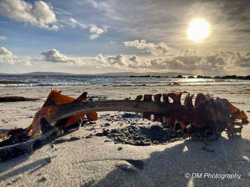 DMPhotosGalway's tweet photo. Glorious afternoon! #galwaytourism #thisisgalway #thevillagesalthill #salthill #galway #loveconnacht #visitgalway #irelandwest #wildatlanticway #wawhour #sea #sunset #sky #october #autumn #beach #seaweed #sunlight https://t.co/DP47ZpmzYn