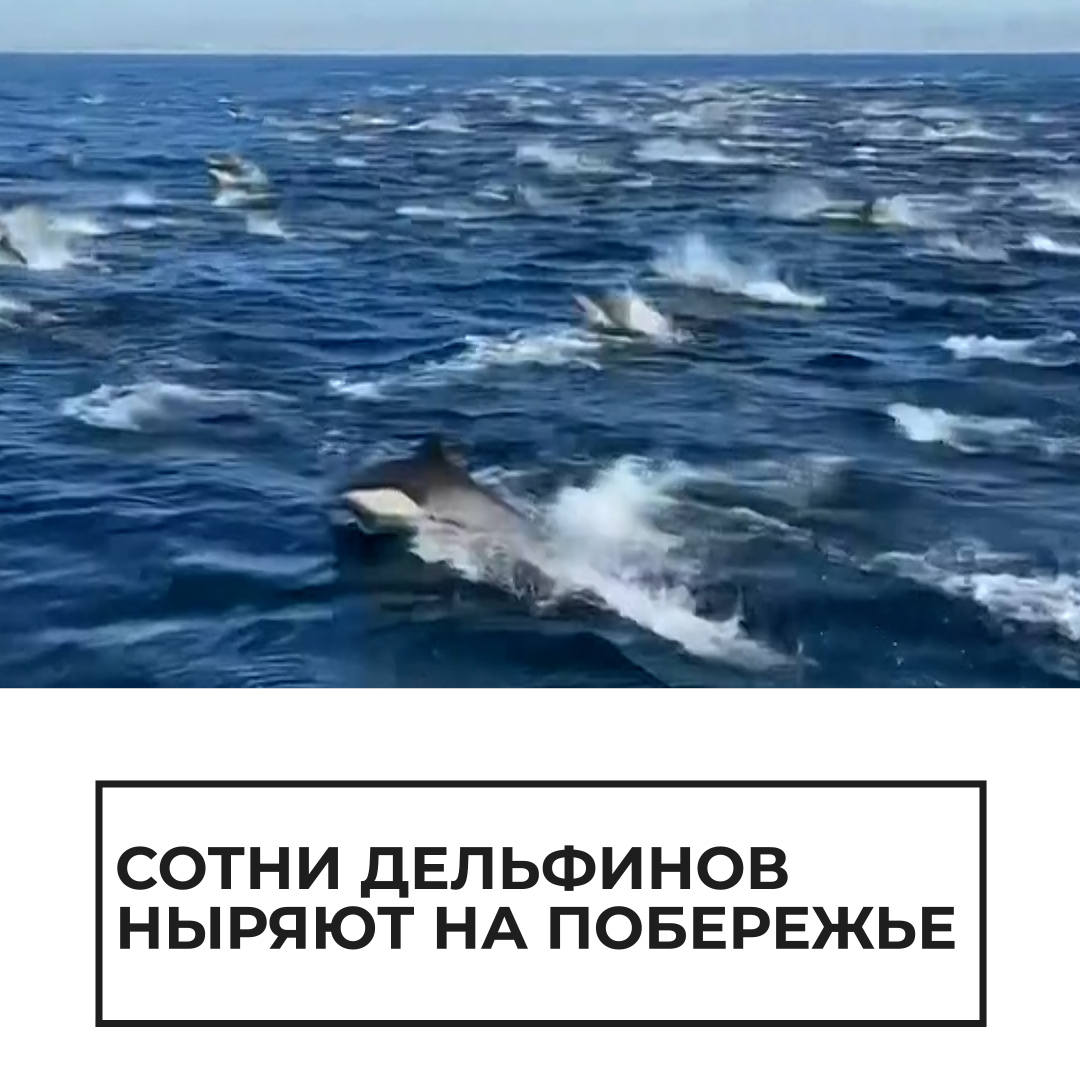 Скорость дельфина в 2 раза
