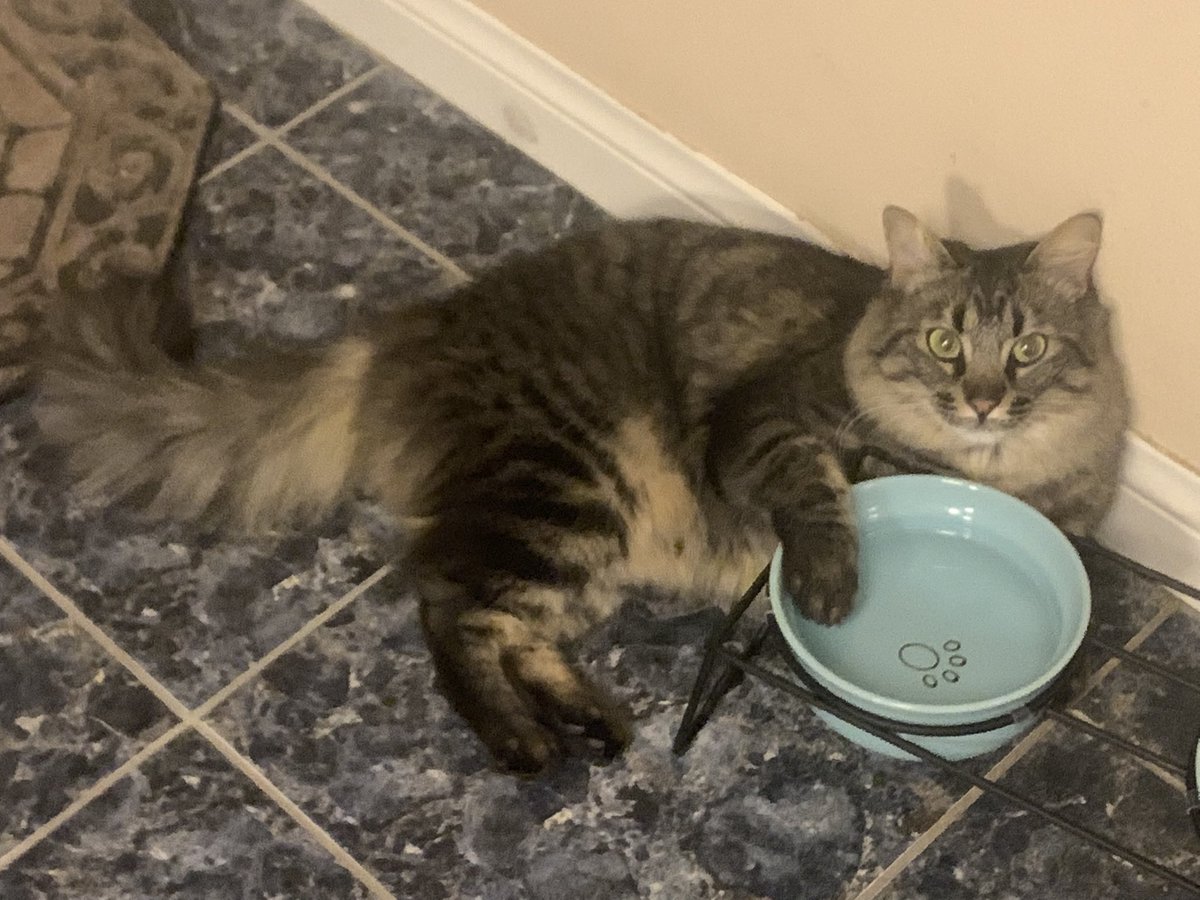 dianetodd03's tweet photo. #WaterCat #Caturday #SaturdayMorning https://t.co/hD2W3X5N30