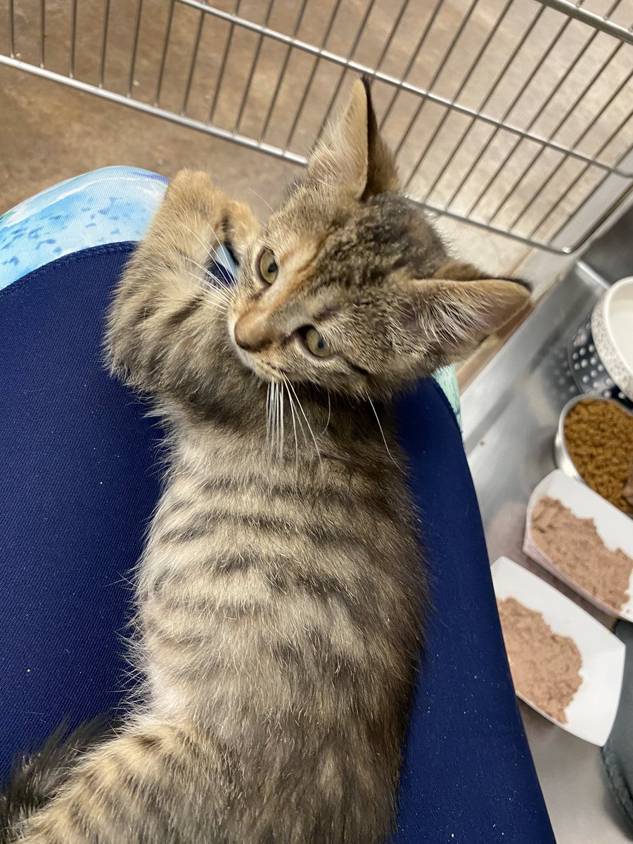 KittiesofAustin's tweet photo. Lap approval https://t.co/wGQkohpAQk