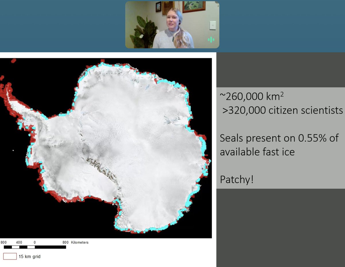 marcuschua's tweet photo. #ConsMark2021: @drmichellelarue—Many hands make light work: Crowd-sourcing for Weddell seal ecology
- Enlisted citizen scientists to help count Weddell 🦭 from satellite imagery on ice in Antartica
- Satellites Over Seals (SOS): found that seals present on 0.55% of fast ice https://t.co/jRfGKbQfuO