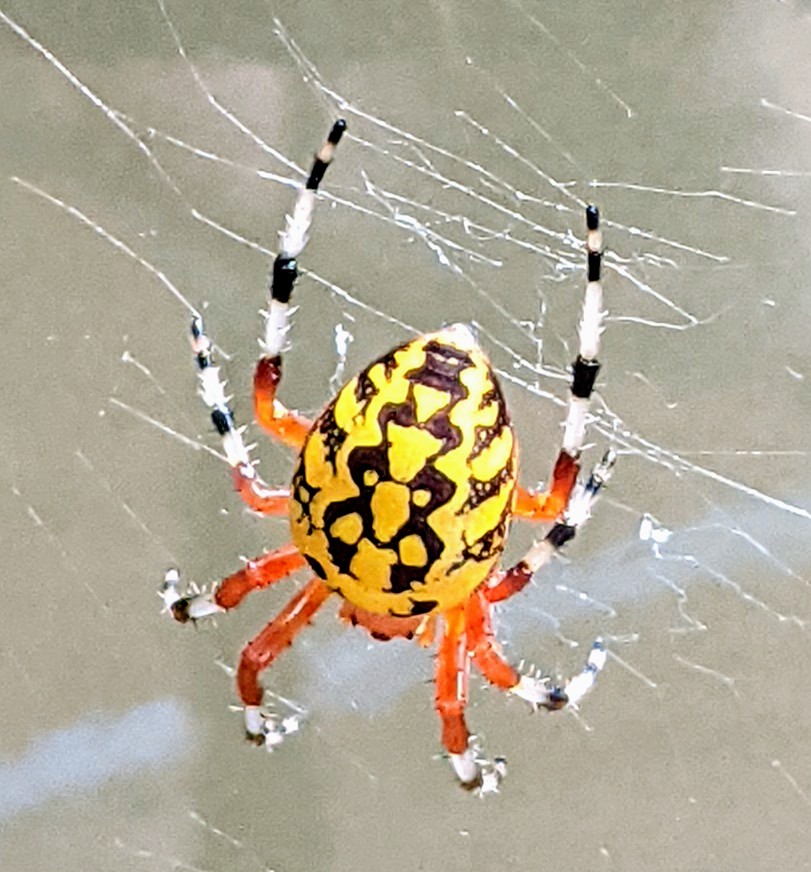 I show these all the time but they're just so lovely. Marbled orb weaver Araneus marmoreus #Arachtober