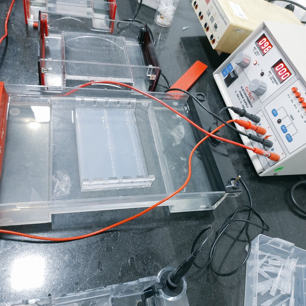 Happy Weekend 😊😃

#Gelelectrophoresis #SDSPAGE #westernblot #molecularbiology #molbio #agarosegel #agarose 
#AcademicChatter #AcademicTwitter #phdlife #phdchat #PhDposition #PhD #phdvoice #PhDone #phdfriend #gradschool #proteinisolation 
@PhDVoice