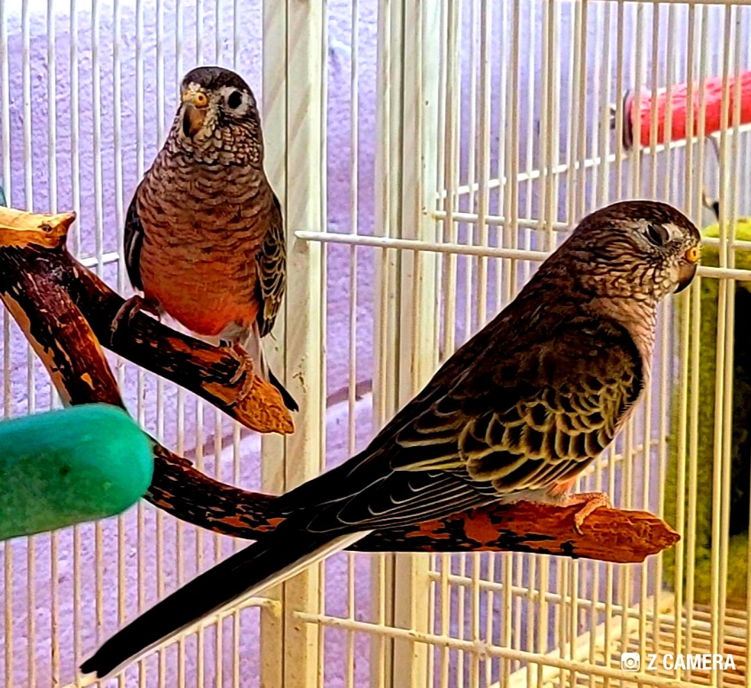 Royal_Tropical's tweet photo. Bourke keeps available 
Stop in for info https://t.co/XHErPTEFS6