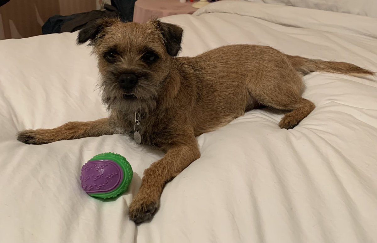 TarkapupBT's tweet photo. I’z fed up wiv wevver! I’z having a duvet day but hoping I might get a game of catch! @OttaBoss @HaggisBT @EddieCtheBT https://t.co/vb4kaQxeyH