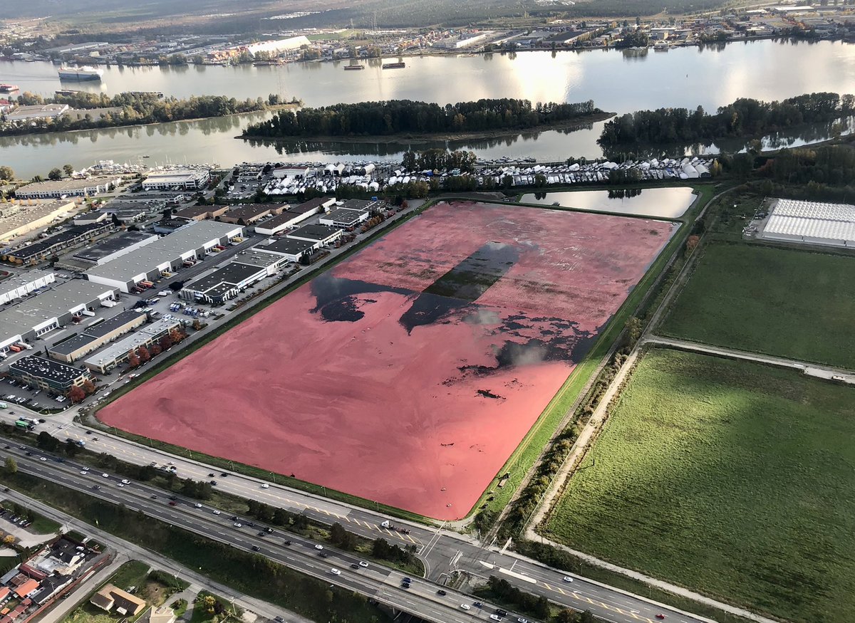 DangerOnAir's tweet image. #BCHwy91 in #richmond seeing some volume through the s-curve. This is why:
#visualdistraction #cranberryharvest @CityNewsVAN