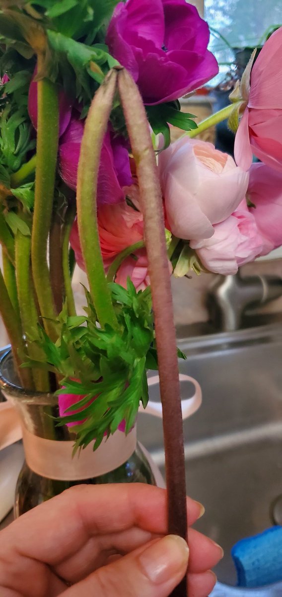 Cpl100Li's tweet photo. @farmgirlflowers Disappointed in my first order 20% of the anemones should not have been sent broken. Hope bouquet I also sent as a gift is not the same.  Texted for help but can't get by some screening algorithm. https://t.co/QPNeGDBSGC
