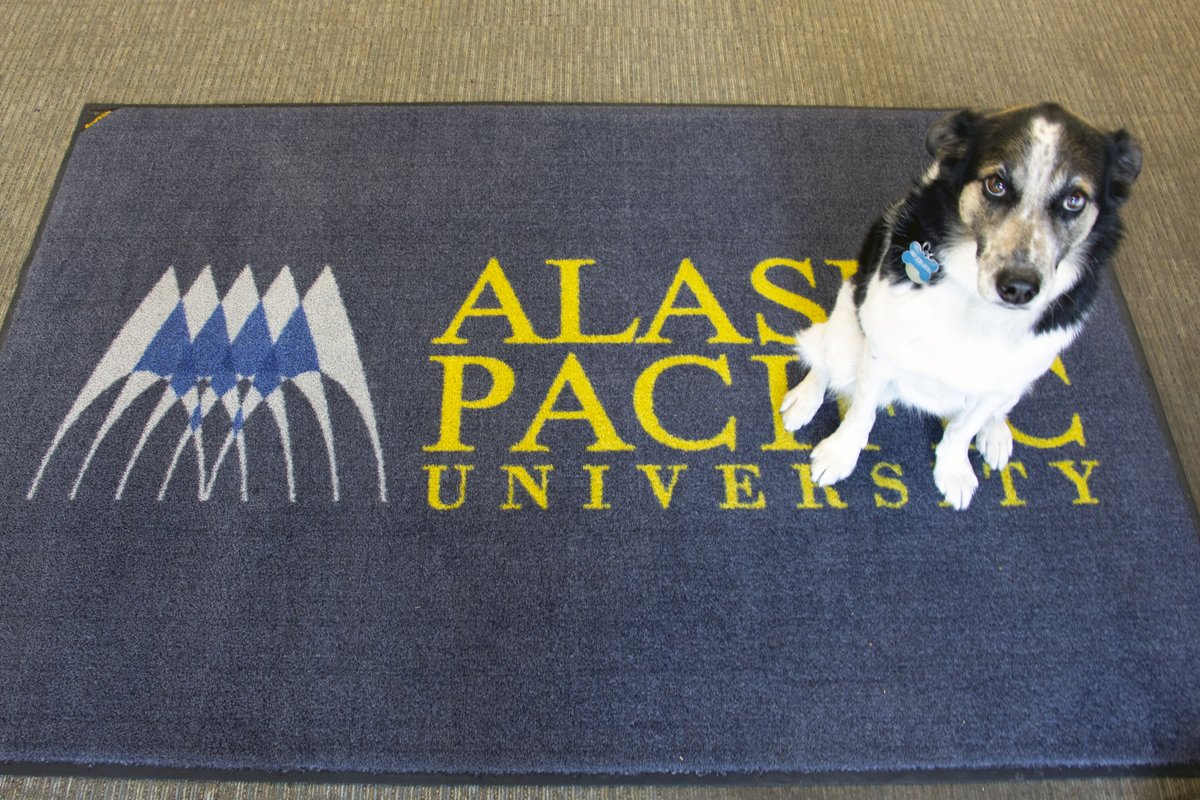 AlaskaPacificU's tweet photo. Do you need another reason to visit Moseley Sports Center? Meet Piper, a registered Emotional Support Animal.
#dog #dogs #dogsofinstragram π https://t.co/QSzyIk9RWF