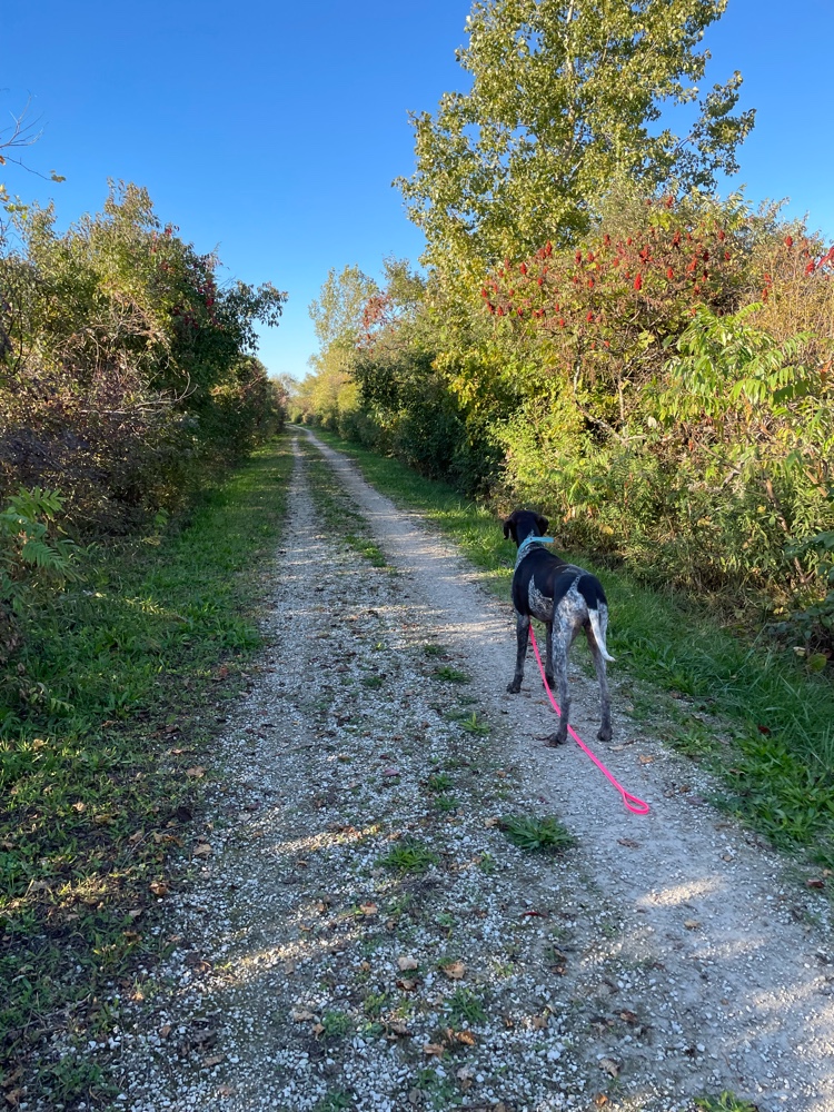 PullyDogs's tweet image. Spark, Will and I just #ResQwalked 4.52 km on the Chrysler Greenway in support of animals in need! Thanks  resqwalk.com